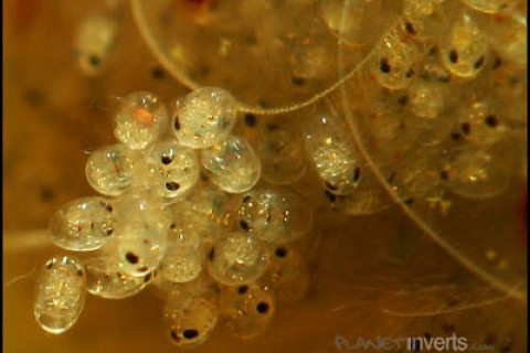 amano_shrimp_eggs2_th
