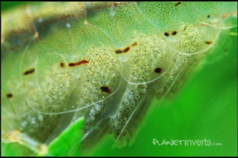 amano_shrimp_eggs_th