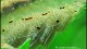 amano_shrimp_eggs_th