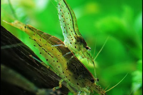 amano_shrimp_mating_th