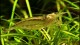 amano_shrimp_th