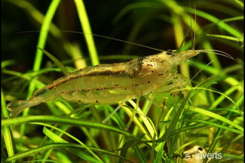 amano_shrimp_th