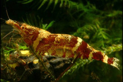 ninja_shrimp_2-th