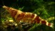 ninja_shrimp_2-th