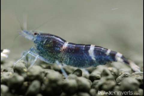 blue_bee_shrimp2_th