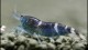 blue_bee_shrimp2_th