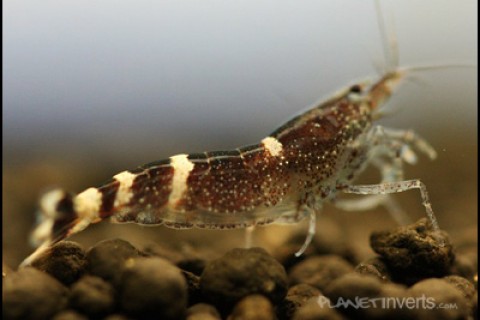 blue_bee_shrimp_brown_th