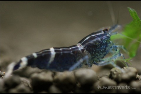 blue_bee_shrimp_th