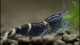 blue_bee_shrimp_th