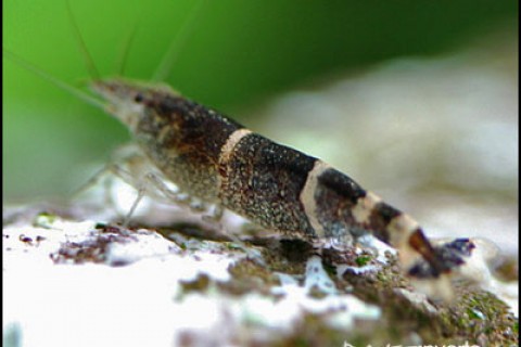 bluebeeshrimp4-th