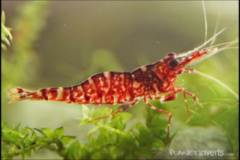 browncamoshrimp-th
