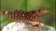 browncamoshrimpcloseup-th