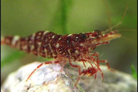 browncamoshrimpcloseup-th