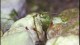 cardinal_shrimp_babies2_s
