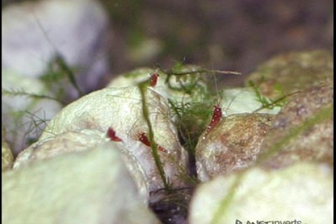cardinal_shrimp_babies2_s