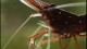 cardinal_shrimp_web2_s