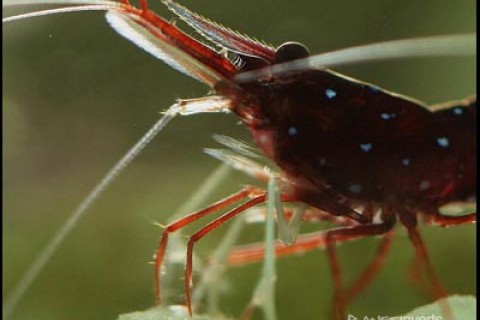 cardinal_shrimp_web2_s