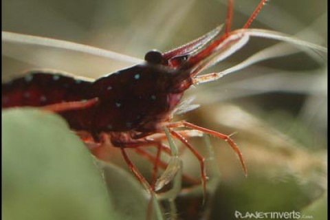 cardinal_shrimp_web3_s