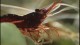 cardinal_shrimp_web3_s