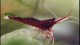 cardinal_shrimp_web_s