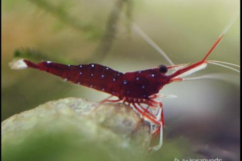 cardinal_shrimp_web_s