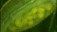 darkgreeneggs-th