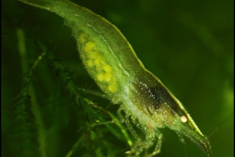 green_shrimp_th