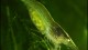 green_shrimp_th
