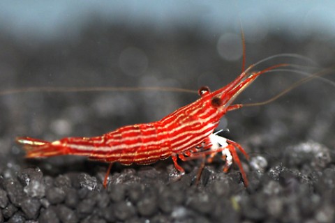 Caridina_sp_Sulawesi_Matano_Red_Line