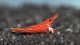 Caridina_sp_Sulawesi_Matano_Red_Line