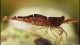 brownorangedelightshrimp-th