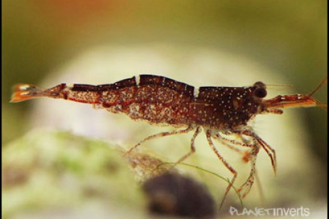 brownorangedelightshrimp-th
