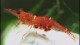 orangedelightshrimp-th