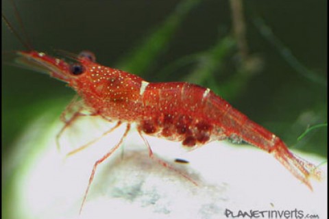 orangedelightshrimp-th