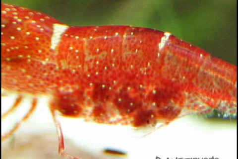 orangedelightshrimpeggs-th