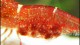 orangedelightshrimpeggs-th