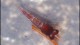 babyredgoldflake-th