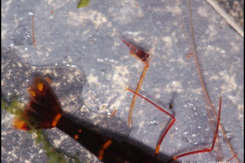 babyredgoldflake2-th