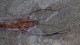 gallery_3102_210_118974