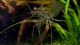 gallery_3102_210_11157
