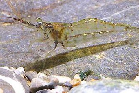 gallery_3102_210_3632