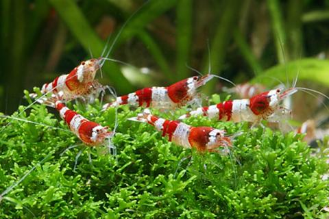 shrimps2