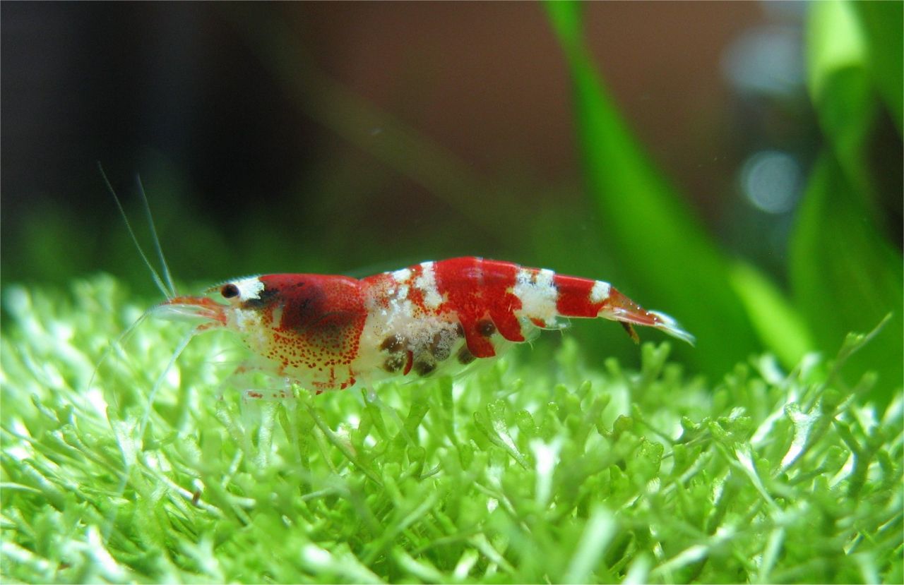 shrimps5